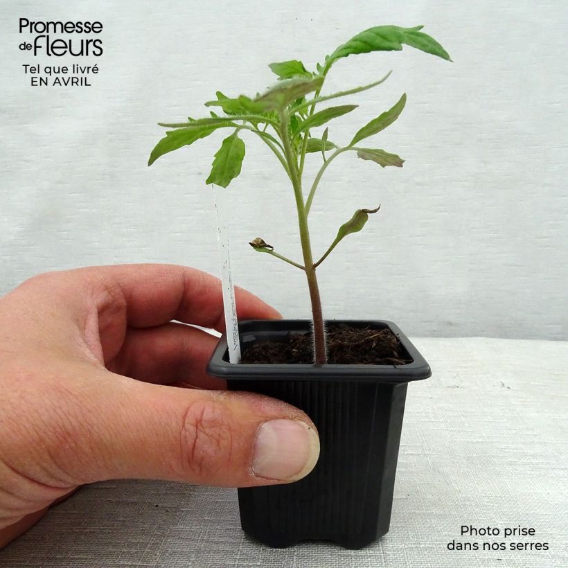Tomato Cornue des Andes - Andine Cornue 7/8 cm pot sample as delivered in spring