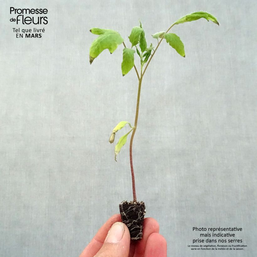 Tomato Cornue des Andes - Andine Cornue Plug plant 3/4cm sample as delivered in spring
