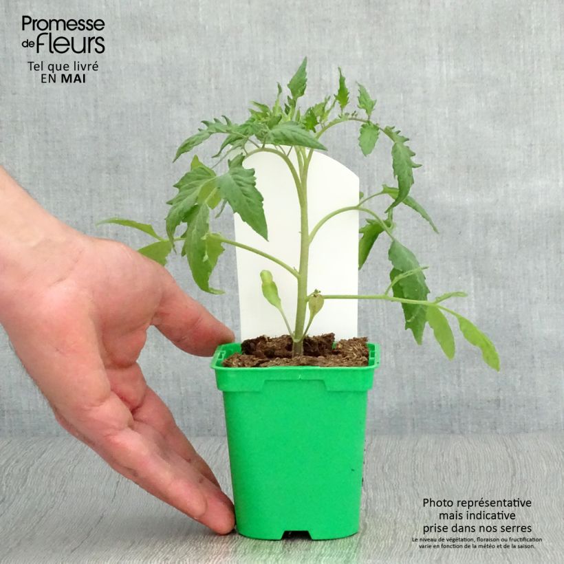 Tomato Cornue des Andes - Andine Cornue 10cm/11cm pot sample as delivered in spring