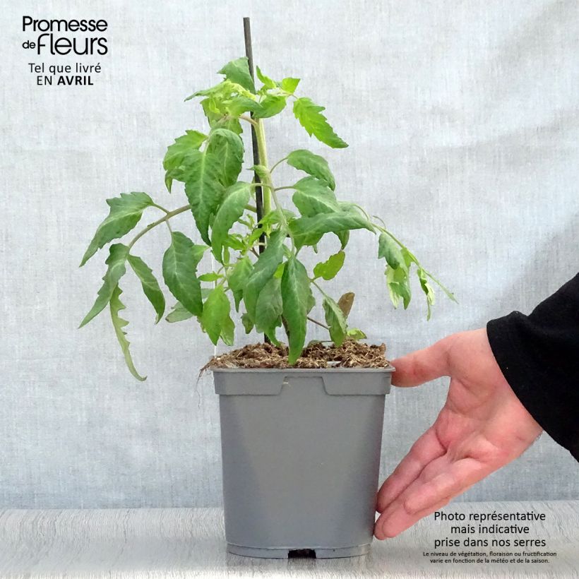 Tomato Grafted plants of Andes Horned  or Andine Cornue 2L/3L pot sample as delivered in spring