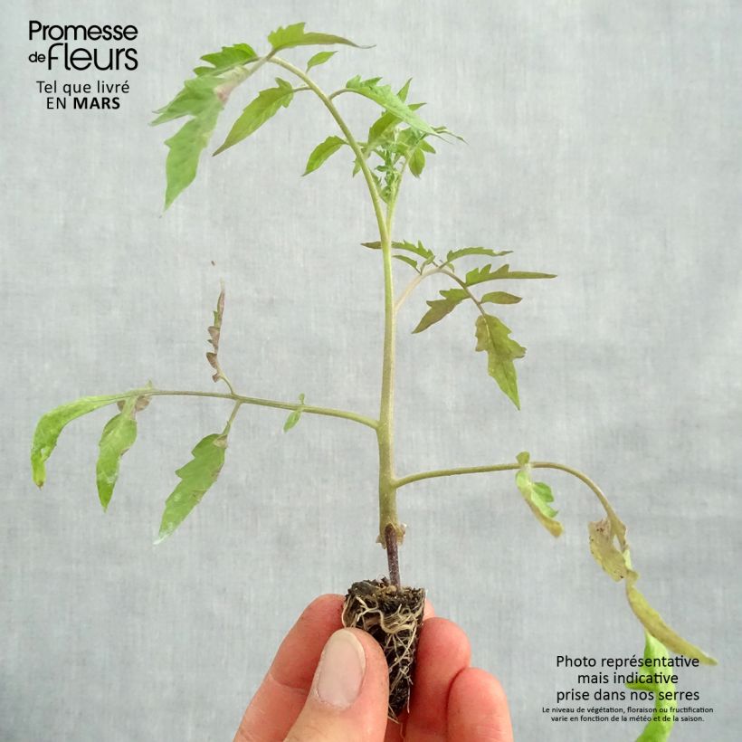 Organic Cuor di Bue  GRAFTED plants - Beefsteak Plug plant 1.5/2.5 cm sample as delivered in spring