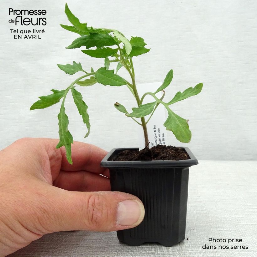 Cuor di Bue Tomato in plants - Beefsteak sample as delivered in spring