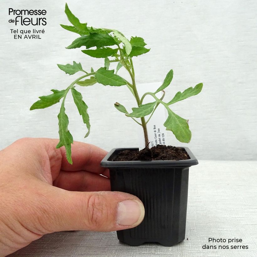 Cuor di Bue Tomato in plants - Beefsteak 7/8 cm pot sample as delivered in spring