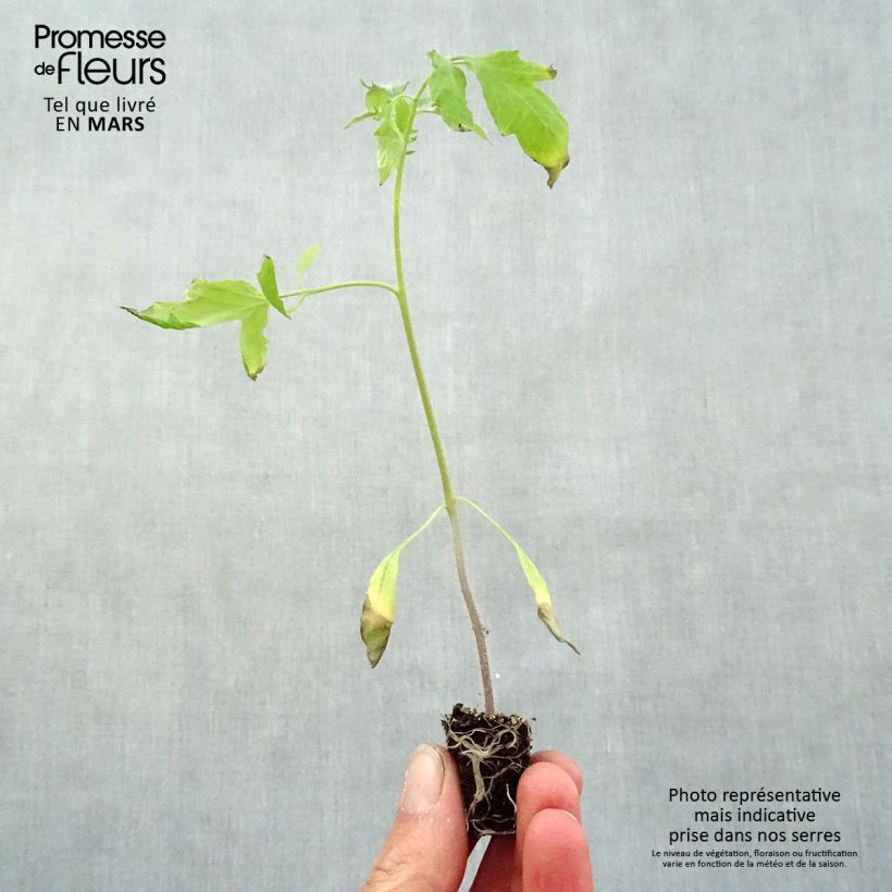 Cuor di Bue Tomato in plants - Beefsteak Plug plant 3/4cm sample as delivered in spring