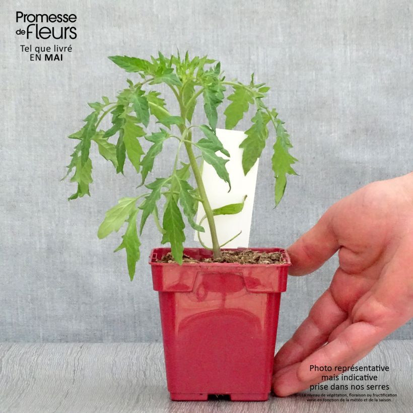Organic Cuor di Bue Tomato Seedlings – Beefsteak 10cm/11cm pot sample as delivered in spring