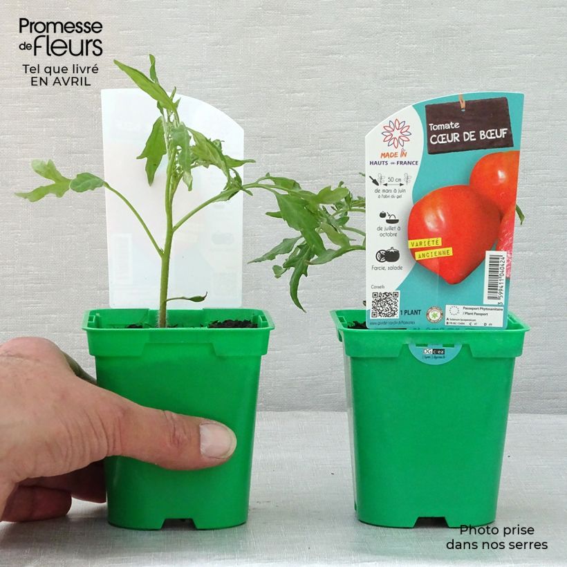 Cuor di Bue Tomato in plants - Beefsteak 10cm/11cm pot sample as delivered in spring