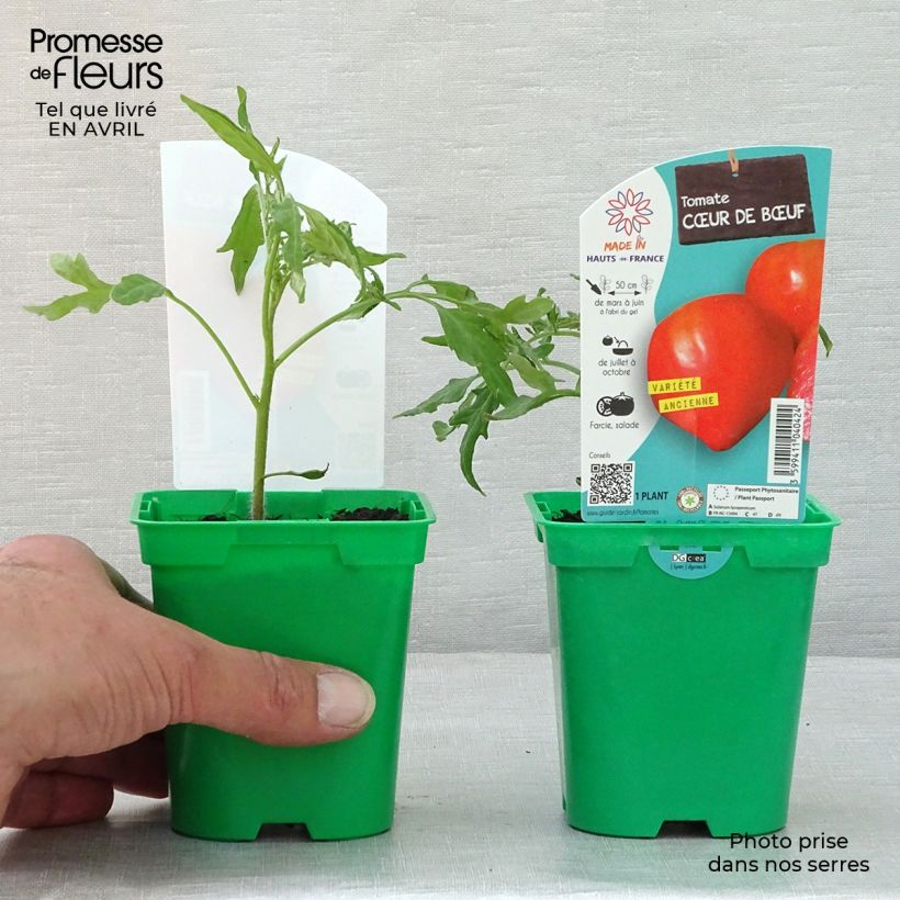 Cuor di Bue Tomato in plants - Beefsteak sample as delivered in spring