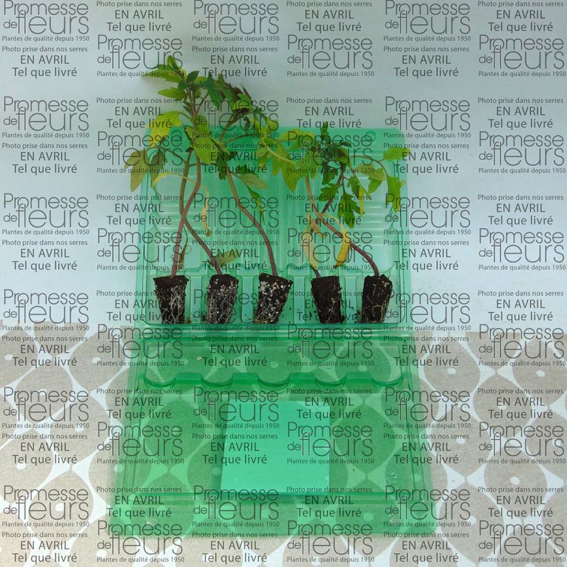 Example of Tomato Delizia F1 plants Plug plant 3/4cm specimen as delivered