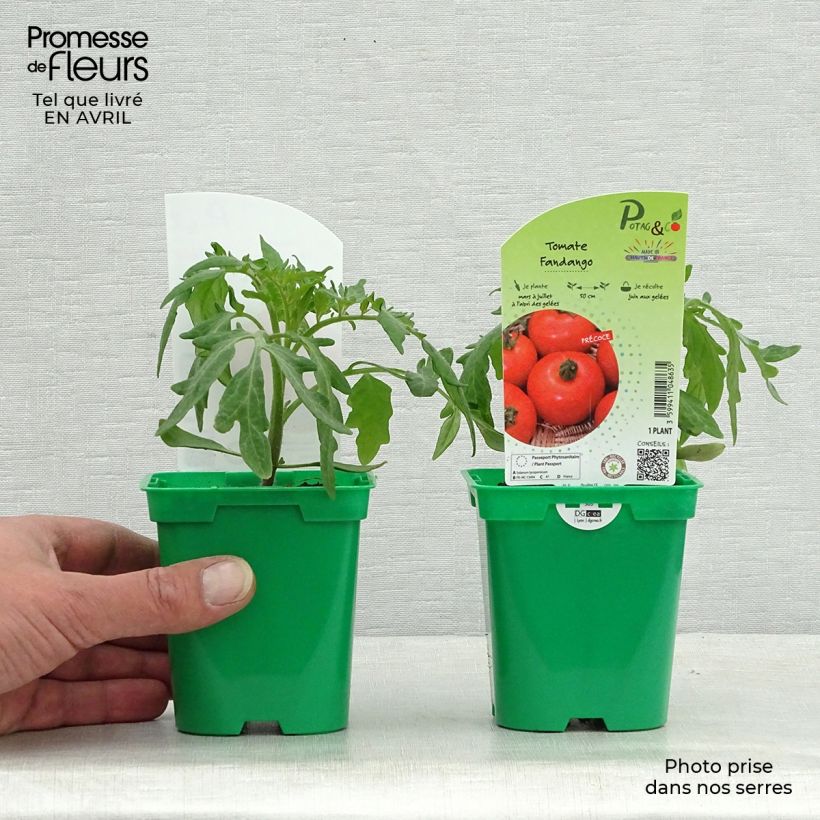 Tomato Fandango F1 Plants 10cm/11cm pot sample as delivered in spring