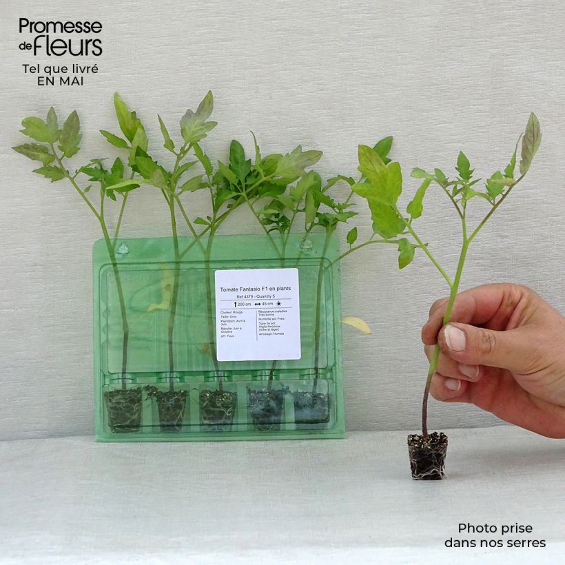 Tomato Fantasio F1 Plug plant 1.5/2.5 cm sample as delivered in spring