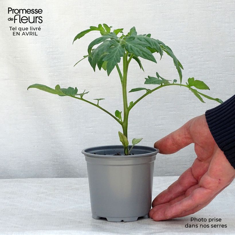 Tomato Fantasio F1 10cm/11cm pot sample as delivered in spring