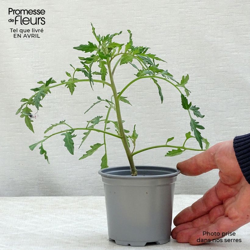 Tomato Fleurette F1 Plants 10cm/11cm pot sample as delivered in spring