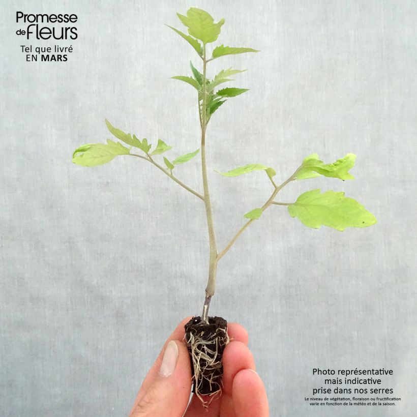 Tomato Fleurette F1 Plants Plug plant 1.5/2.5 cm sample as delivered in spring