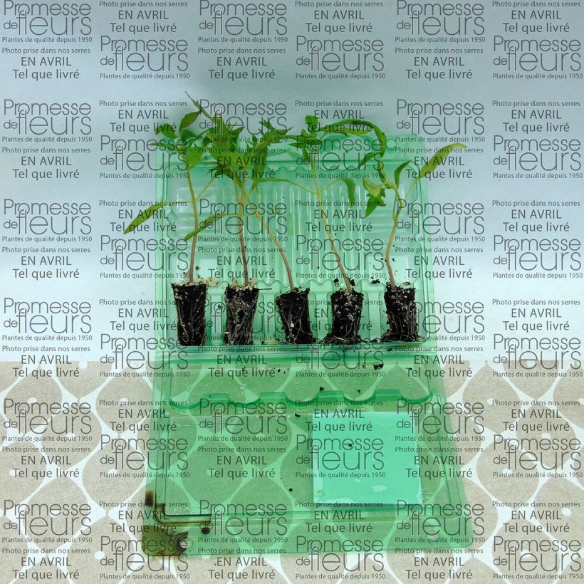 Example of Tomato Fleurette F1 Plug plant 3/4cm specimen as delivered