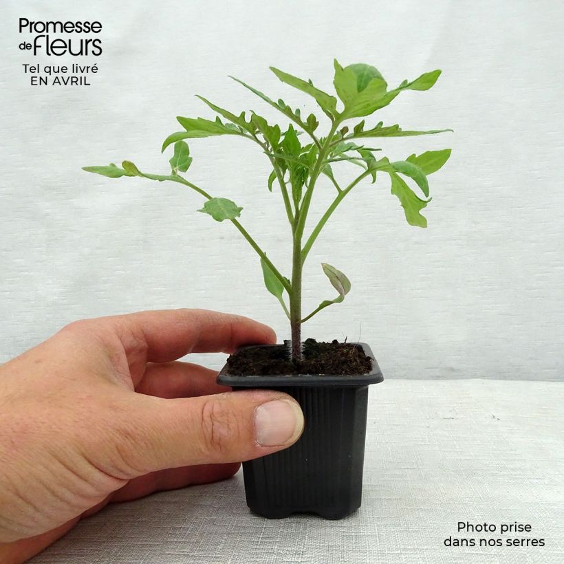 Tomato Furnace F1 Plants sample as delivered in spring