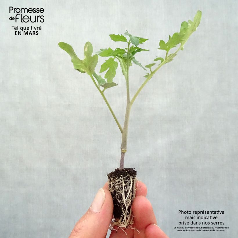 Tomato Furnace F1 Plants Plug plant 3/4cm sample as delivered in spring