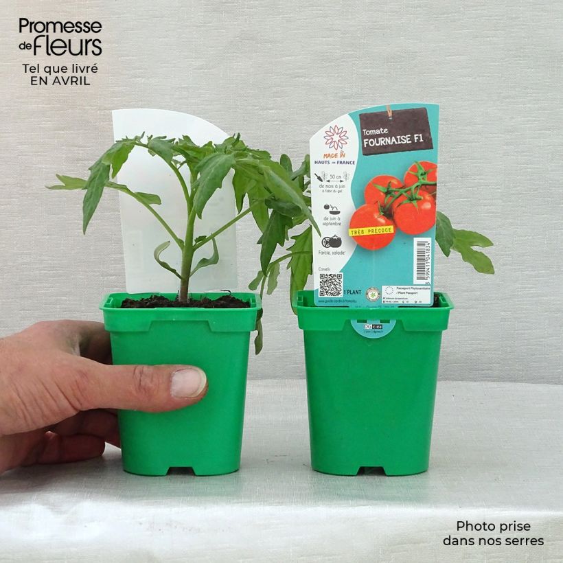 Tomato Furnace F1 Plants 10cm/11cm pot sample as delivered in spring