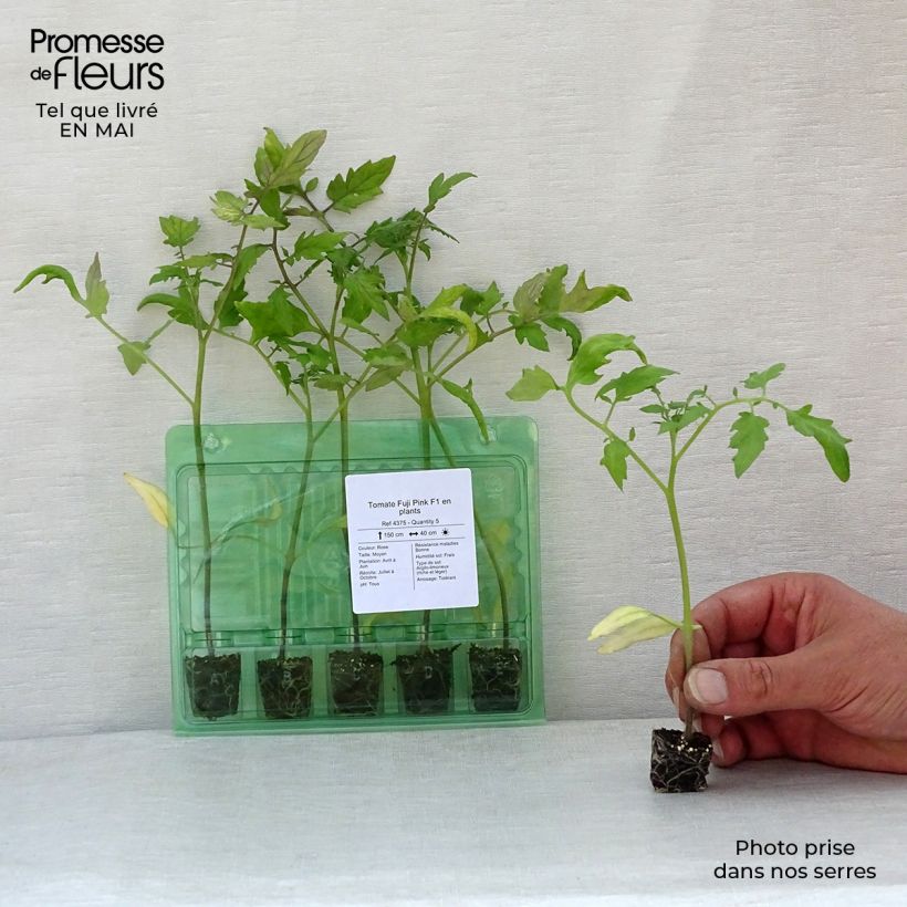 Tomato Fuji Pink F1 Plants Plug plant 3/4cm sample as delivered in spring