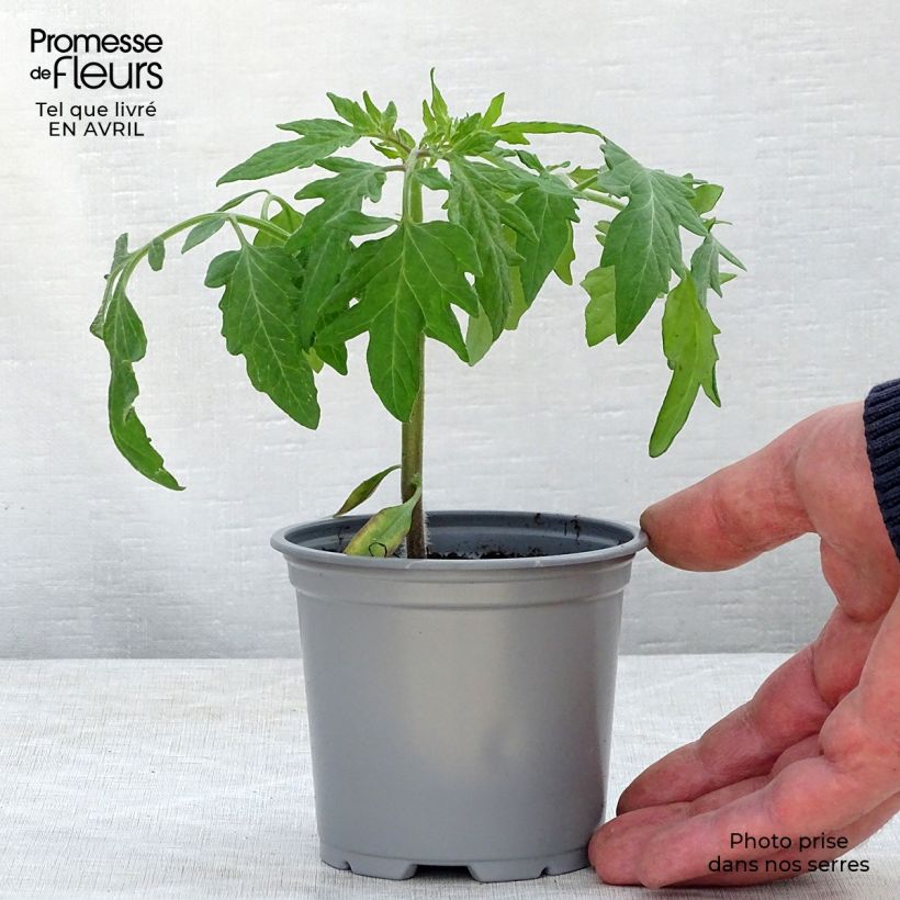 Tomato Fuji Pink F1 Plants 8/9 cm pot sample as delivered in spring