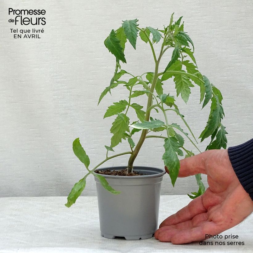 Tomato  Gagliardo F1 Grafted Plants 10cm/11cm pot sample as delivered in spring