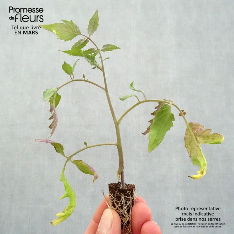 Tomato  Gagliardo F1 Grafted Plants Plug plant 1.5/2.5 cm sample as delivered in spring