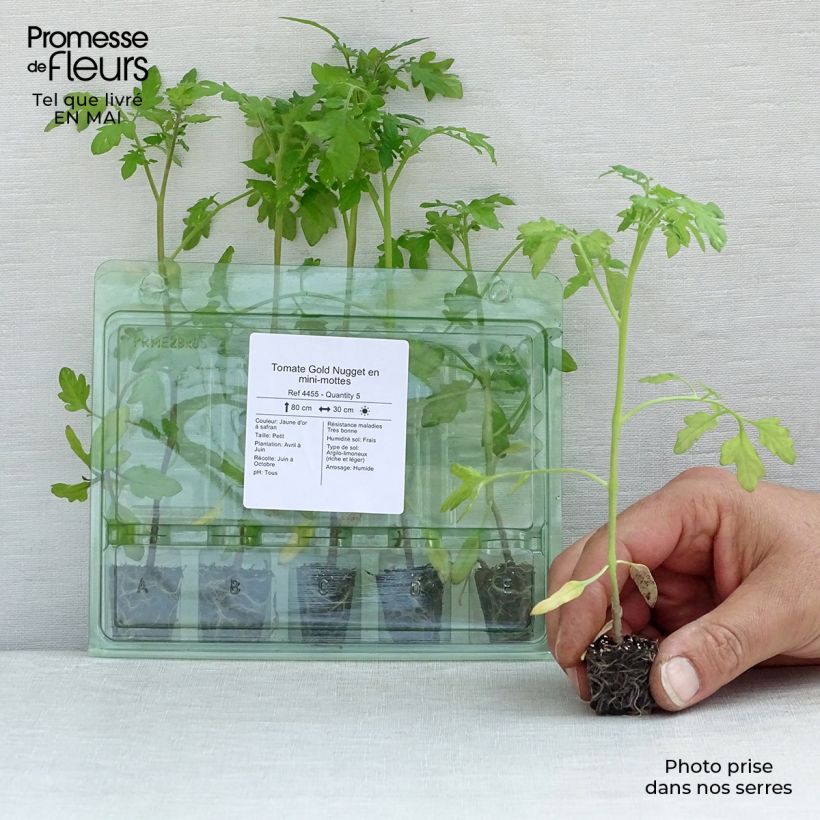 Tomato Gold Nugget in seedlings Plug plant 3/4cm sample as delivered in spring