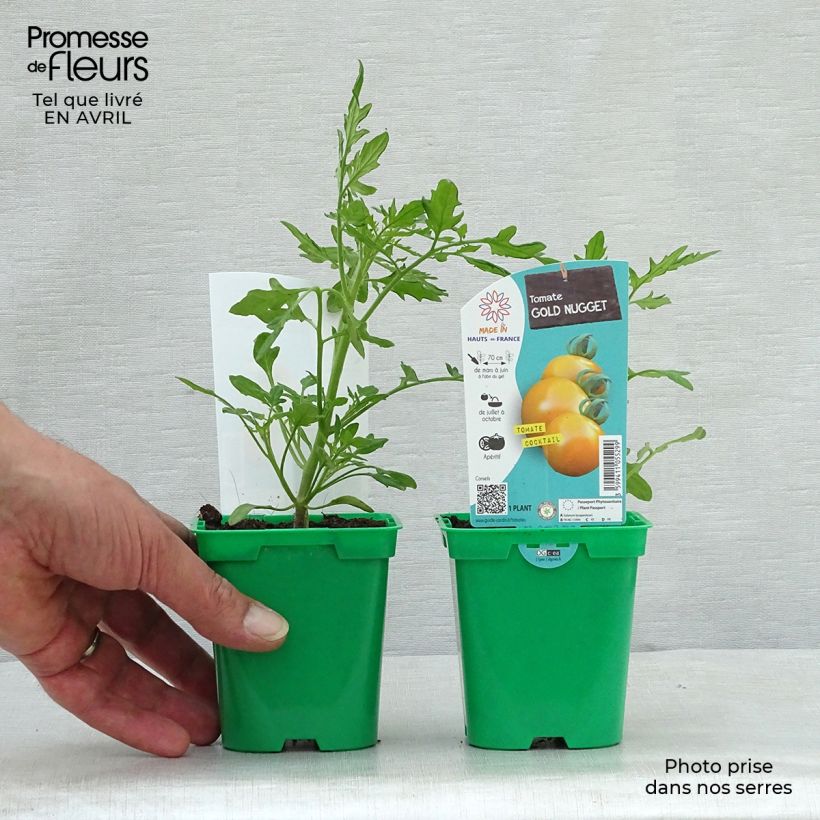 Tomato Gold Nugget in seedlings 10cm/11cm pot sample as delivered in spring