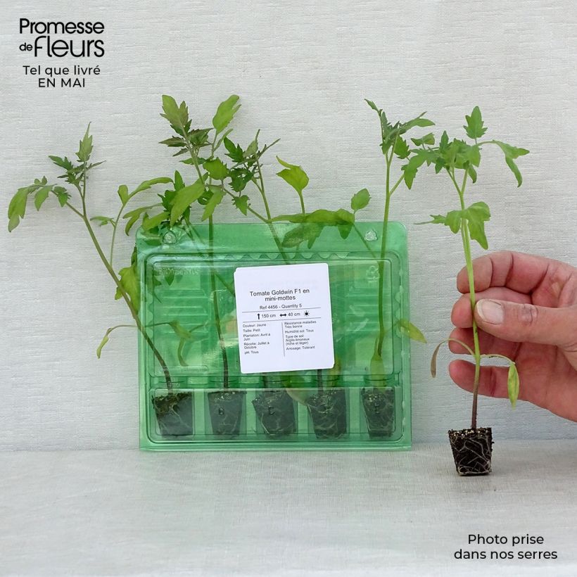 Tomato Goldwin F1 Plug plant 3/4cm sample as delivered in spring