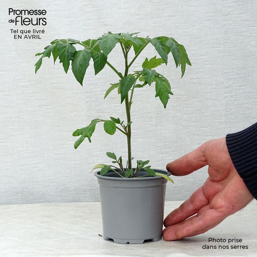 Tomato Goldwin F1 10cm/11cm pot sample as delivered in spring