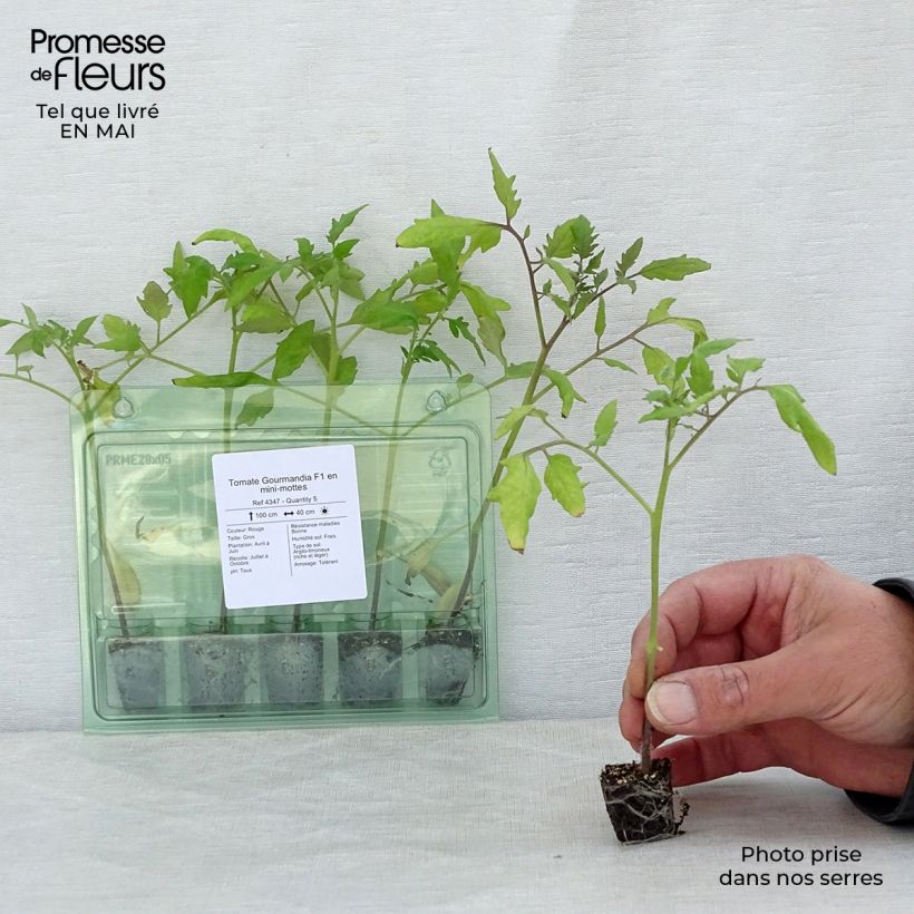 Tomato Gourmandia F1 in Seedlings Plug plant 3/4cm sample as delivered in spring