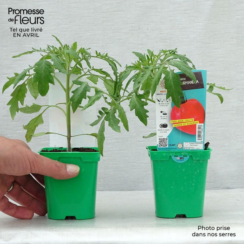 Tomato Gourmandia F1 in Seedlings 10cm/11cm pot sample as delivered in spring