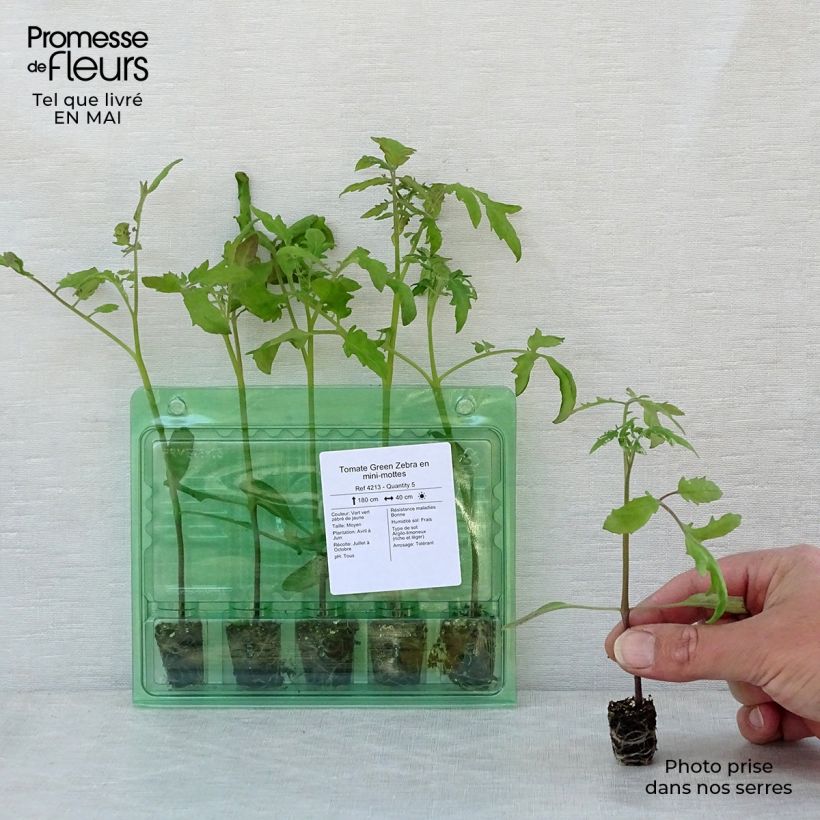Tomato Green Zebra Tomato in seedlings Plug plant 3/4cm sample as delivered in spring