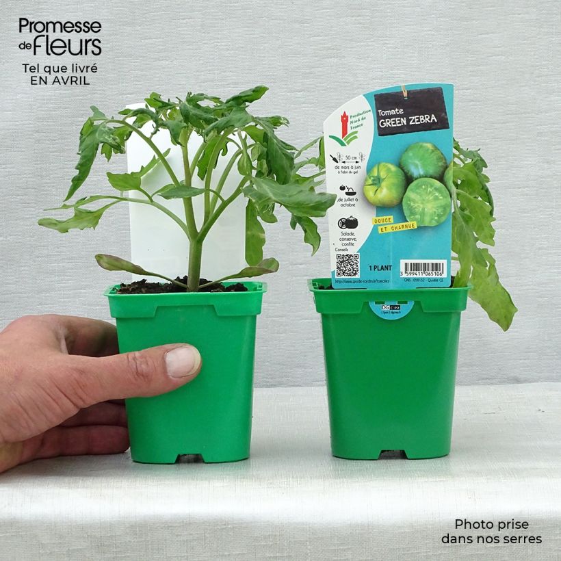 Tomato Green Zebra Tomato in seedlings 10cm/11cm pot sample as delivered in spring