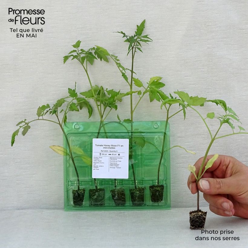 Tomato Honey Moon F1 Plants Plug plant 3/4cm sample as delivered in spring