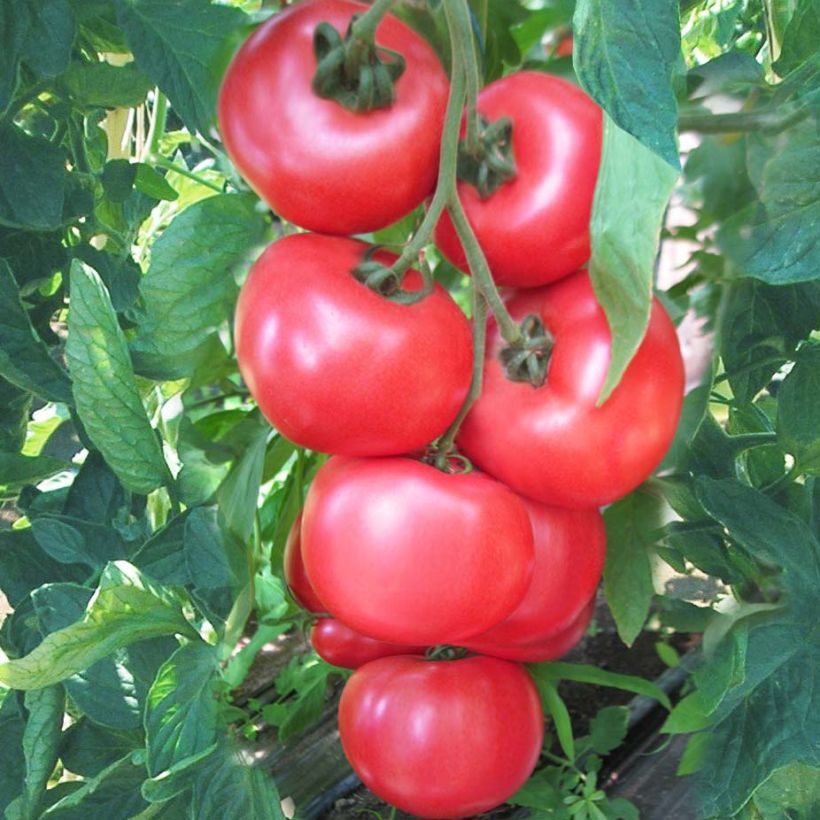 Tomato Honey Moon F1 Plants (Harvest)