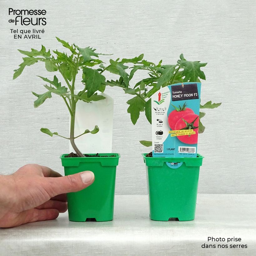 Tomato Honey Moon F1 Plants 10cm/11cm pot sample as delivered in spring