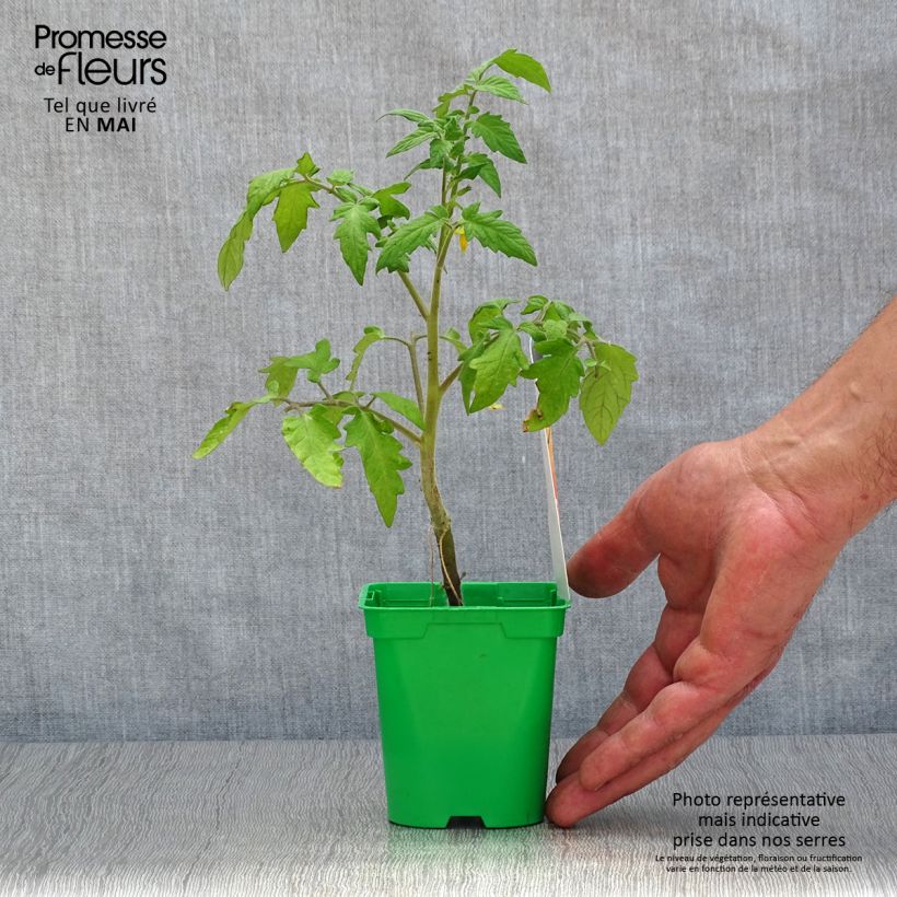 Tomato Lemon Boy F1 GRAFTED plants 10cm/11cm pot sample as delivered in spring