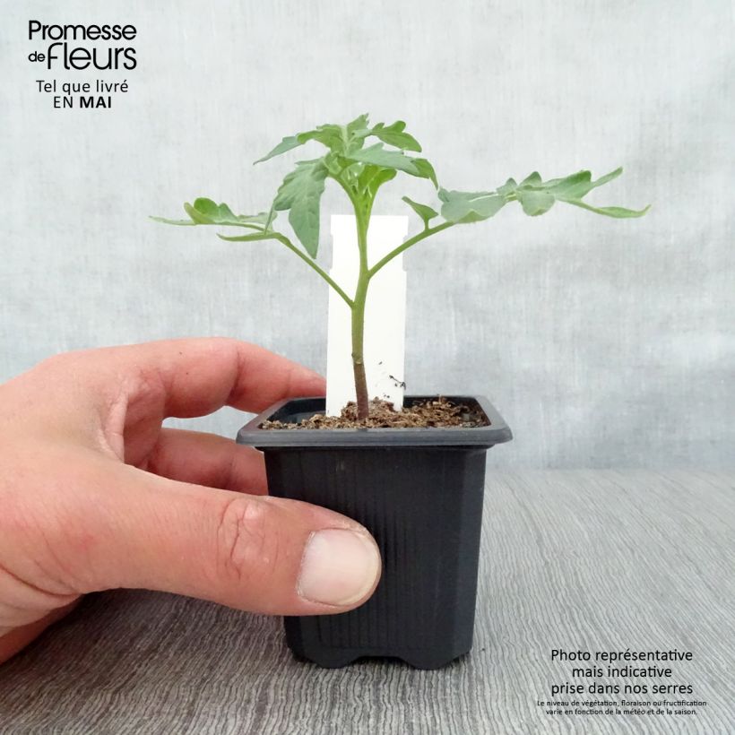 Tomato Lemon Boy F1 Yellow Plants 7/8 cm pot sample as delivered in spring