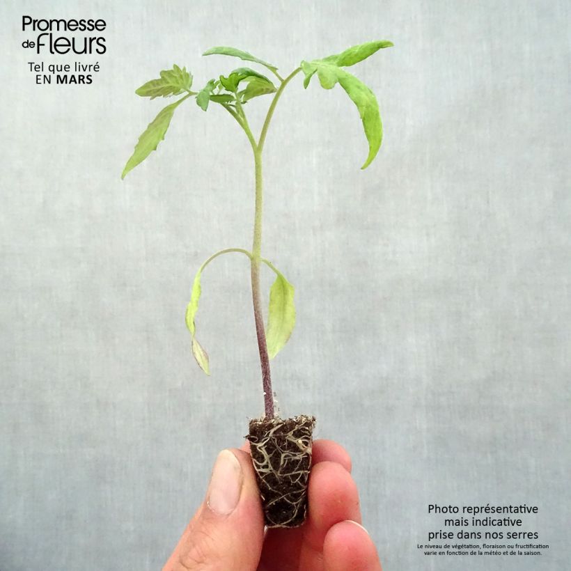 Tomato Lemon Boy F1 Yellow Plants Plug plant 3/4cm sample as delivered in spring