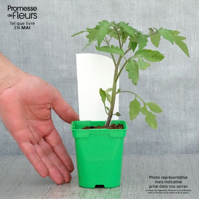 Tomato Lemon Boy F1 Yellow Plants 10cm/11cm pot sample as delivered in spring