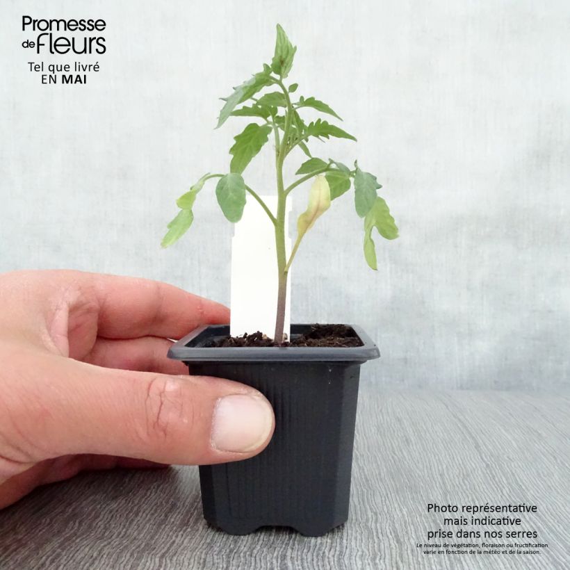 Tomato Maestria F1 Tomato Plants 7/8 cm pot sample as delivered in spring