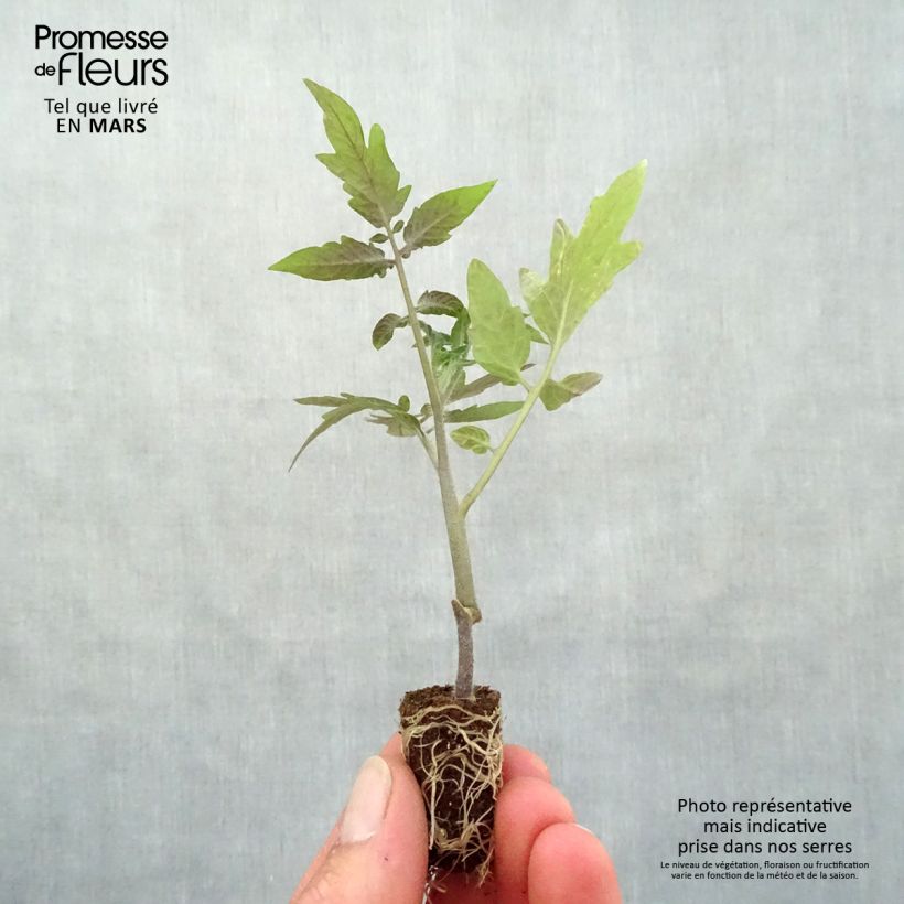 Tomato Maestria F1 Tomato GRAFTED plants Plug plant 1.5/2.5 cm sample as delivered in spring