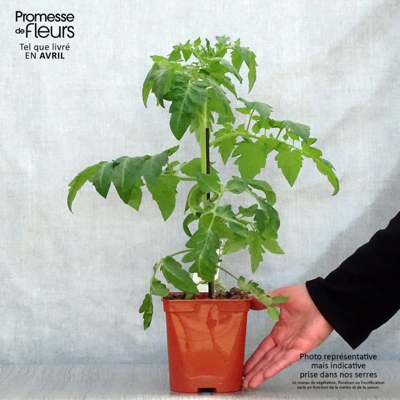 Tomato Maestria F1 Tomato GRAFTED plants 2L/3L pot sample as delivered in spring