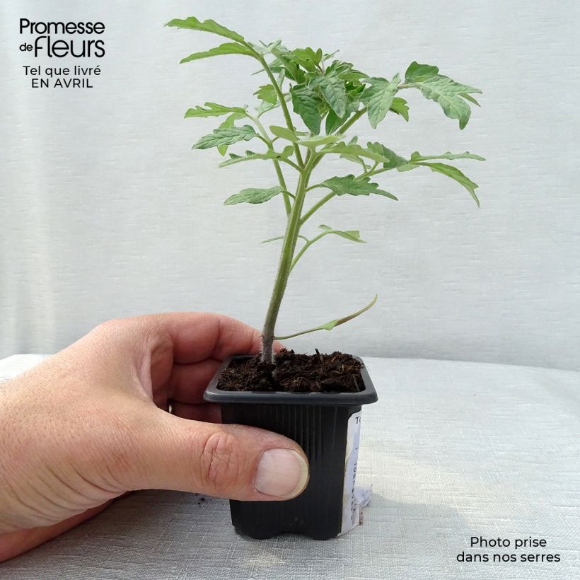 Tomato Marmande Seedlings 7/8 cm pot sample as delivered in spring