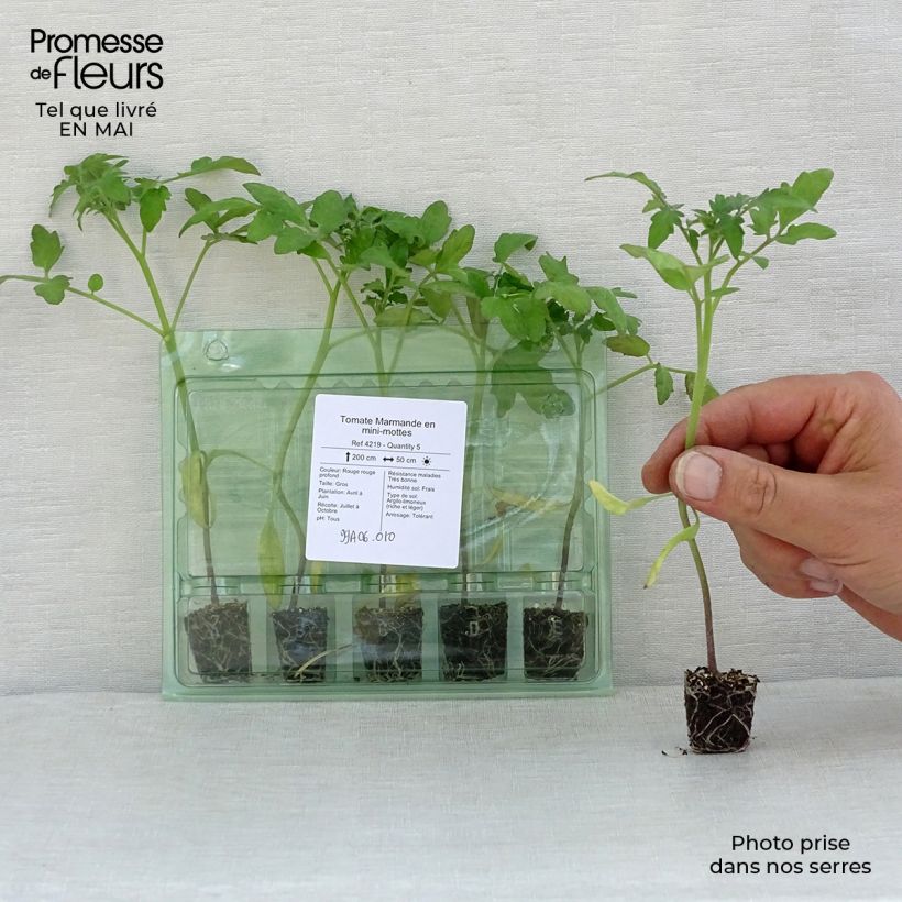 Tomato Marmande Seedlings Plug plant 3/4cm sample as delivered in spring