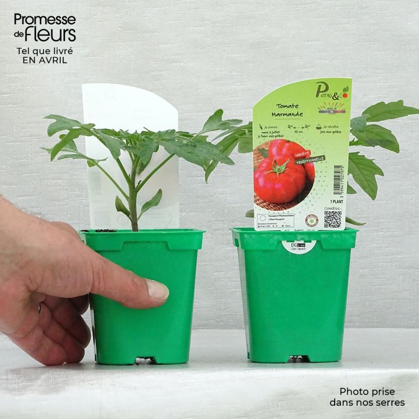 Tomato Marmande Seedlings sample as delivered in spring