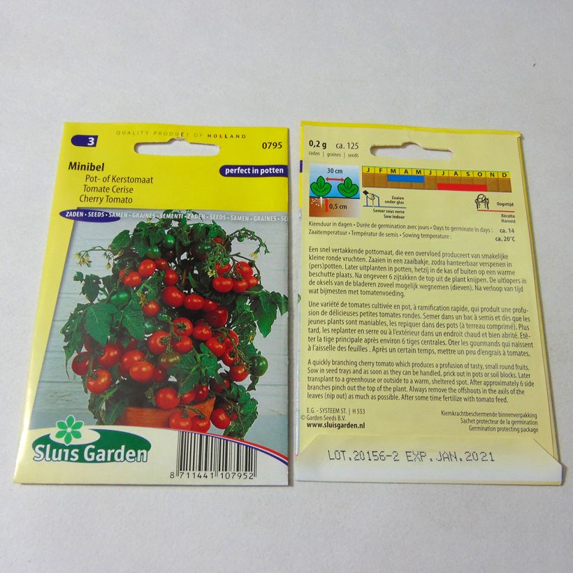 Example of Minibel Tomato - Cherry Tomato specimen as delivered