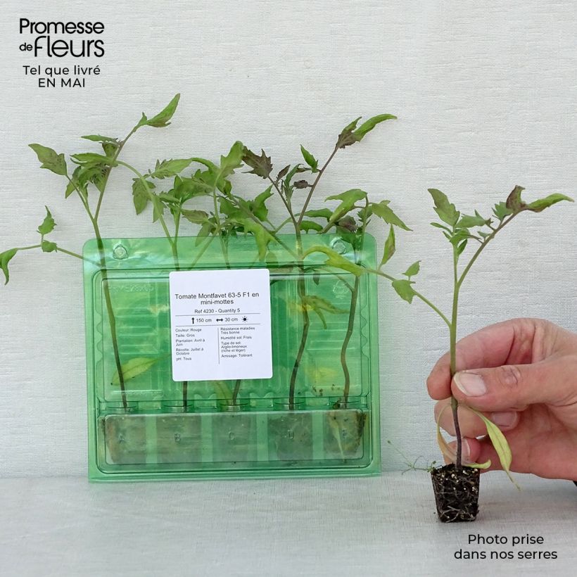 Tomato Montfavet 63-5 F1 Plug plant 3/4cm sample as delivered in spring
