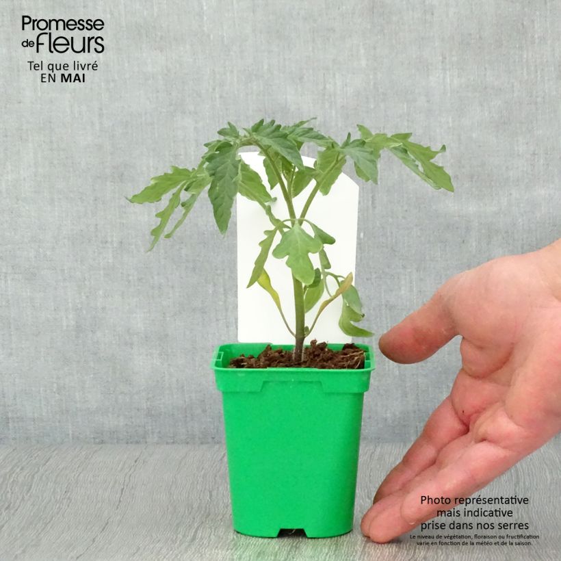Tomato Montfavet 63-5 F1 10cm/11cm pot sample as delivered in spring