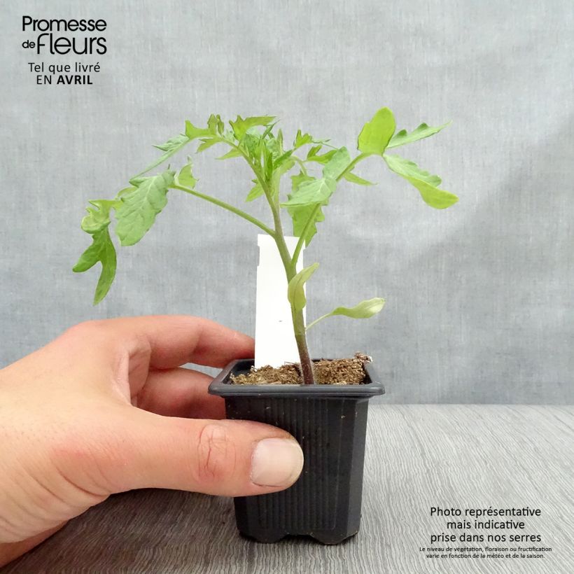 Tomato Montfavet 63-5 F1 7/8 cm pot sample as delivered in spring